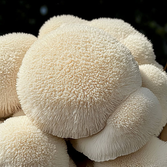 What is the Lion's Mane mushroom